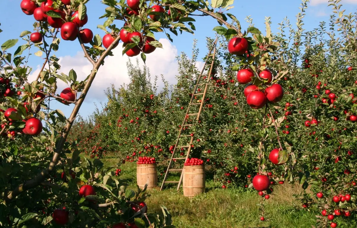 Verger de pommiers chargés de pommes rouges, une échelle appuyée contre un arbre